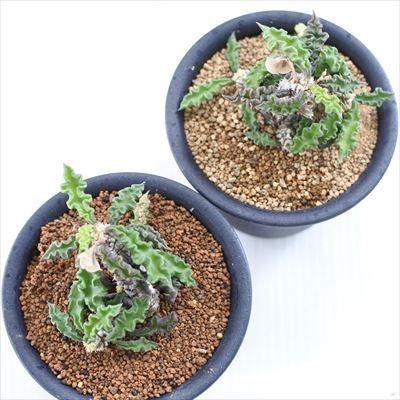 日本花キ流通 多肉植物 osユーフォルビア デカリー スピロスティカ