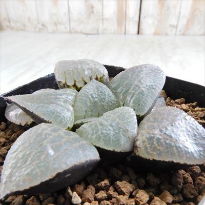 多肉植物 Niハオルチア 海物語 特大紫肌スプリング交配種 N水晶コンプト 実生苗 多肉植物 カクタスニシさん苗 ハオルチア 0611 009 現品販売 7 5cmポット Z 001 109 フラワーネット日本花キ流通 通販 Yahoo ショッピング