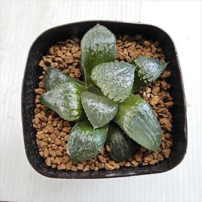 Niハオルチア 白ルリ 野生株コンプト ブロンコ実生特選 N水晶コンプト 実生苗 多肉植物 カクタスニシさん苗 ハオルチア 0611 011 現品販売 7 5cmポット Z 001 111 フラワーネット日本花キ流通 通販 Yahoo ショッピング