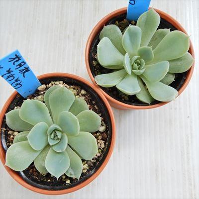 多肉植物 Oriエケベリア 花月夜 そわそわ 多肉植物 おらいさん苗エケベリア 6cmポット Z 001 006 フラワーネット日本花キ流通 通販 Yahoo ショッピング