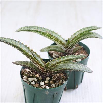 日本花キ流通 多肉植物 sdアロエ ブランドレイエンシス