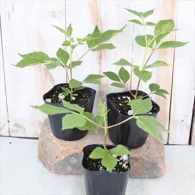 日本花キ流通 ビービーツリー 9cmポット 蜜源植物 苗木 花木