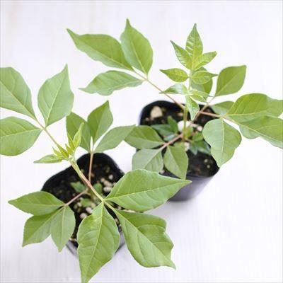 日本花キ流通 ビービーツリー 9cmポット 蜜源植物 苗木 花木