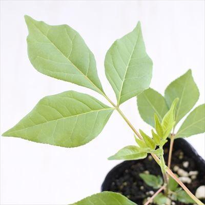 日本花キ流通 ビービーツリー 9cmポット 蜜源植物 苗木 花木
