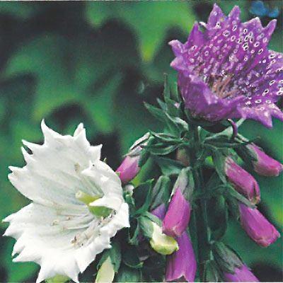 予約販売 宿根草の咲く庭 ジギタリス モンストローサ 宿根草苗 9cmロングポット ガーデニング 多年草 3月下旬以降発送 Z 601 029 フラワーネット日本花キ流通 通販 Yahoo ショッピング