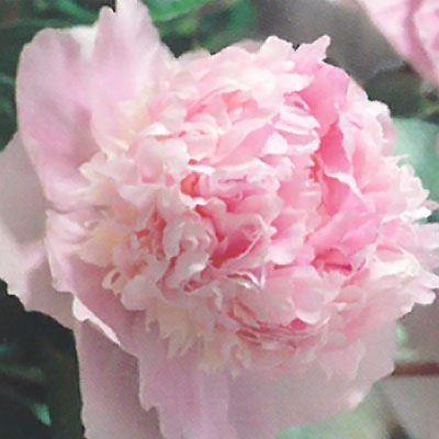 予約販売 宿根草の咲く庭 西洋芍薬 エデンズパフューム 宿根草苗 12cmポット ガーデニング 多年草 11月中旬以降発送 Z 601 036 フラワーネット日本花キ流通 通販 Yahoo ショッピング