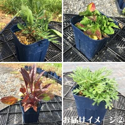 予約販売 宿根草の咲く庭 西洋芍薬 ソルベット 宿根草苗 12cmポット ガーデニング 多年草 4月中旬以降発送 Z 601 038 フラワーネット日本花キ流通 通販 Yahoo ショッピング