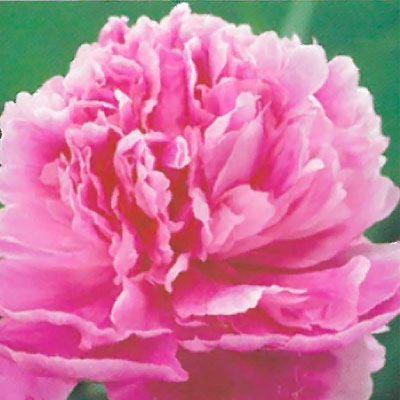 予約販売 宿根草の咲く庭 西洋芍薬 ドクターアレキサンダーフレミング 宿根草苗 12cmポット ガーデニング 多年草 11月中旬以降発送 Z 601 039 フラワーネット日本花キ流通 通販 Yahoo ショッピング