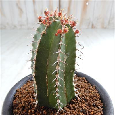 日本花キ流通 多肉植物 osユーフォルビア エキヌス 大正麒麟 おもしろ