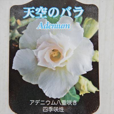 日本花キ流通 多肉植物 caコーデックス 八重咲きアデニウム カオ