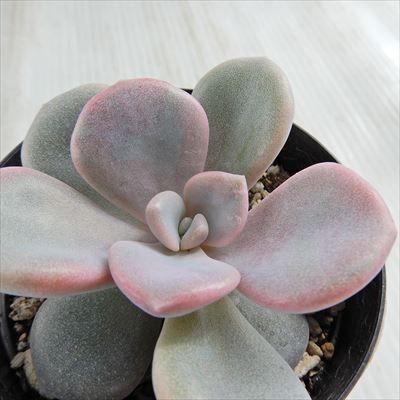 多肉植物 Skグラプトベリア ノマ 多肉植物 グラプトベリア 7 5cmポット Z 001 001 フラワーネット日本花キ流通 通販 Yahoo ショッピング