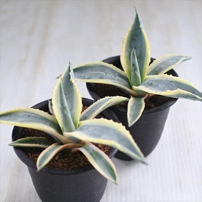 【期間限定】親株 100cm アガベ・アメリカーナ　アオノリュウゼツラン 日本花キ流通 多肉植物 osアガベ アメリカーナ リュウゼツラン