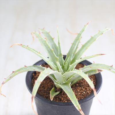日本花キ流通 多肉植物 os ヘクチア sp. ペロテ産 おもしろ 多肉植物