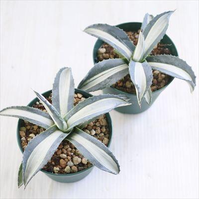 日本花キ流通 多肉植物 caアガベ メディオピクタアルバ 多肉植物