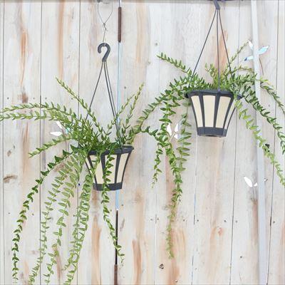 日本花キ流通 観葉植物 ホヤ セブンスター 5号 吊り鉢 吊り下げ