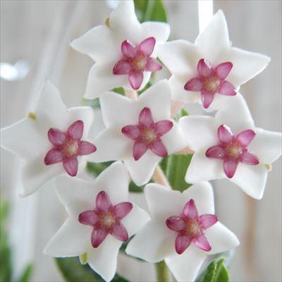 花座つき　珍種　ホヤ　Hoya Spartiodes サクララン 花座つき 珍種 ホヤ Hoya Spartiodes サクララン