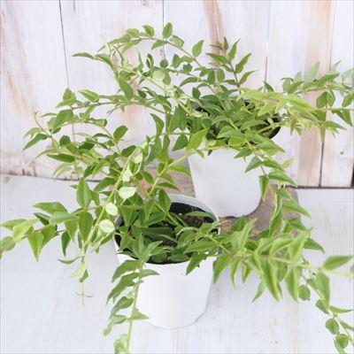 日本花キ流通 観葉植物 ホヤ セブンスター 4号鉢 サクララン ホヤ ベラ