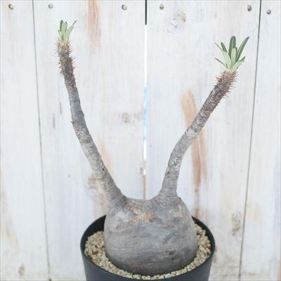 多肉植物 Caパキポディウム グラキリス 0729 03 多肉植物 コーデックス 現品販売 Z 001 003 フラワーネット日本花キ流通 通販 Yahoo ショッピング