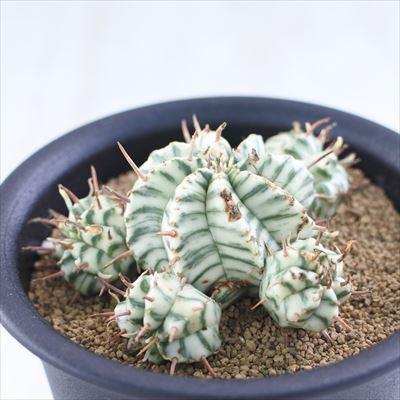 多肉植物 Caユーフォルビア 斑入り メロフォルミス 極上斑 0729 14