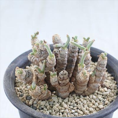 多肉植物 Caモニラリア ピシフォルミス 0729 23 現品販売 多肉植物 3 5