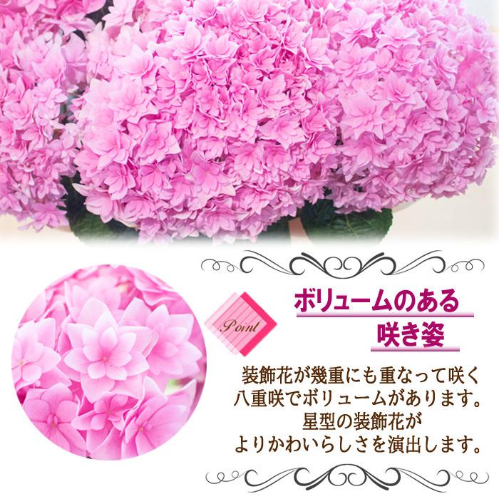 まだまだ間に合う母の日 ギフト アジサイ トゥルースピンク 母の日 贈り物 プレゼント あじさい 紫陽花 花 鉢植え 5号鉢 送料無料 Z 701 001 フラワーネット日本花キ流通 通販 Yahoo ショッピング
