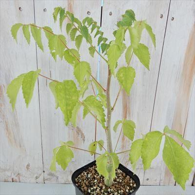 多肉植物 Caコミフォラ ロンギペデケラータ 多肉植物 コーデックス 3 5号鉢 Z1901 001 008 フラワーネット日本花キ流通 通販 Yahoo ショッピング