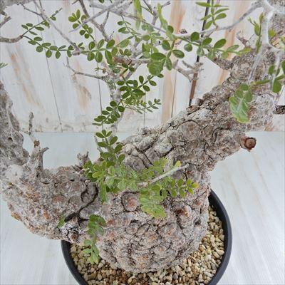 ★大株★ パキプス オペルクリカリア 塊根植物 盆栽 多肉植物 コーデックス パキプス（盆栽form）実生根上がり仕立て A2965☆オペルクリ