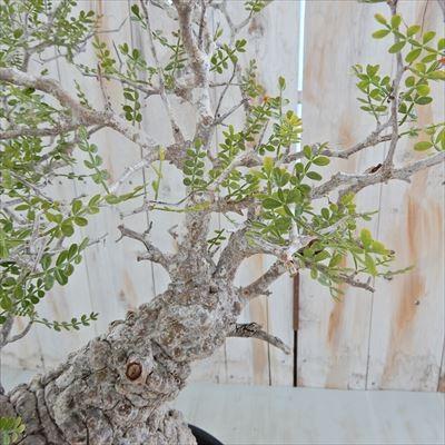 日本花キ流通 多肉植物 caオペルクリカリア パキプス 現品販売