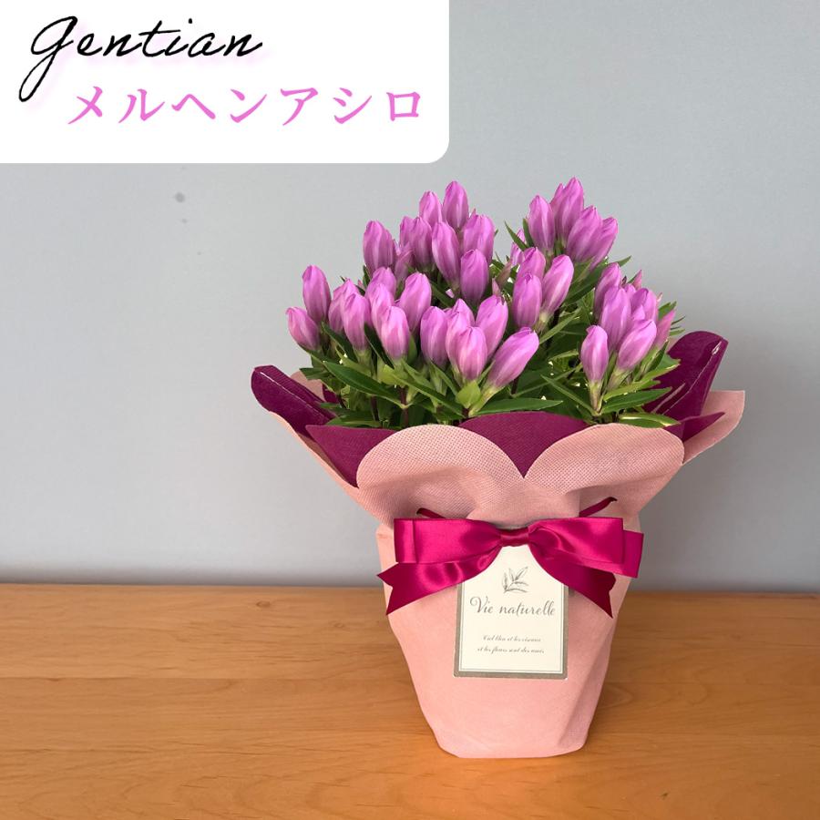 日本花キ流通 敬老の日 プレゼント リンドウ メルヘンアシロ 5号鉢