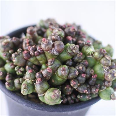 手数料安い 多肉植物 Caマミラリア ボカサナ フレッド タイプb 06 07 多肉植物 サボテン 現品販売 7 5cmポット 海外最新 Atempletonphoto Com