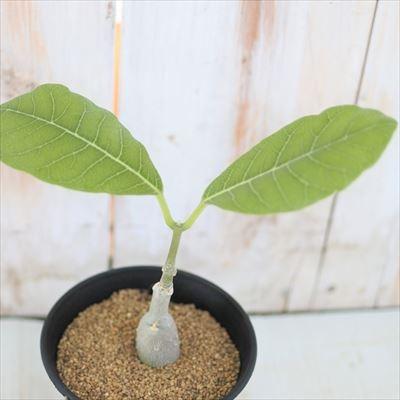 植物販売 日本花キ流通 多肉植物 caフォッケア ムルチフローラ フォッケア