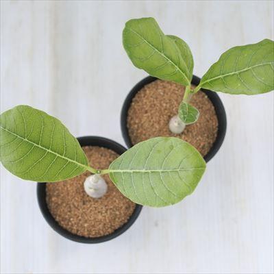 日本花キ流通 多肉植物 caフォッケア ムルチフローラ フォッケア