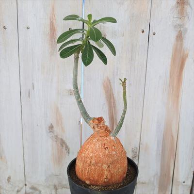 多肉植物 Caアデニウム オベスム レッドスキン 現品販売 0903 01 多肉植物 コーデックス 4 5号鉢 Z 001 001 フラワーネット日本花キ流通 通販 Yahoo ショッピング