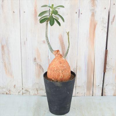 期間限定 30 Off アデニウム オベスム 綴化 セール開催中 Pegasusarabians Com