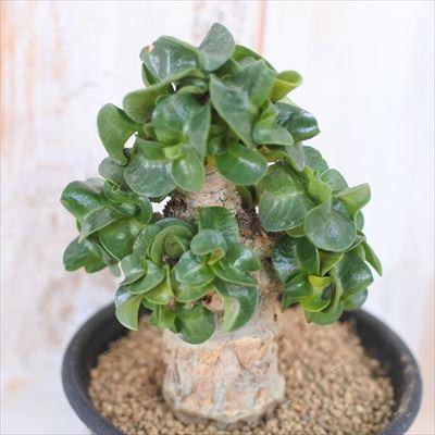 多肉植物 Caアデニウム アラビカム巻葉 現品販売 0903 12 多肉植物 コーデックス 7 5cmポット Z 001 012 フラワーネット日本花キ流通 通販 Yahoo ショッピング