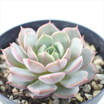 多肉植物 Skエケベリア ピンクベンバディス 多肉植物 エケベリア 7 5cmポット Z フラワーネット日本花キ流通 通販 Yahoo ショッピング