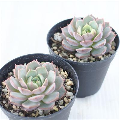 日本花キ流通 多肉植物 skエケベリア ピンクベンバディス エケベリア  