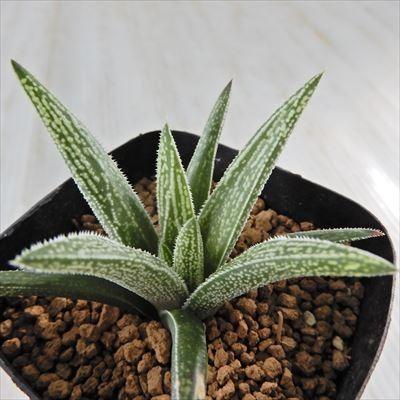 多肉植物 Niハオルチア 昇竜 Graminifolia Major 森の妖精 シルバーボール 白銀絵巻 昇竜の妖精 Ns1 3 多肉植物 ハオルチア 7 5cmポット Z 001 053 フラワーネット日本花キ流通 通販 Yahoo ショッピング