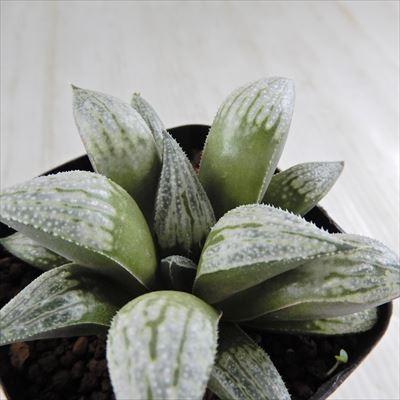 多肉植物 Niハオルチア 銀世界 パルテノンb 銀パルテns 4 7 Ns 1 1 多肉植物 カクタスニシさん苗 ハオルチア 0904 123 現品販売 7 5cmポット Z 001 080 フラワーネット日本花キ流通 通販 Yahoo ショッピング