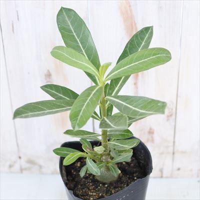 多肉植物 Caアデニウム ソマレンセ 多肉植物 アデニウム 12cmポット コーデックス Z フラワーネット日本花キ流通 通販 Yahoo ショッピング