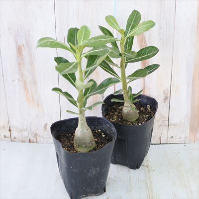 多肉植物 caアデニウム ブラックソマレンセ 多肉植物 アデニウム 12cmポット コーデックス | 日本花キ流通 | 01