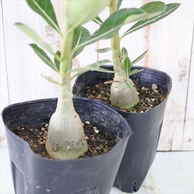 多肉植物 caアデニウム ブラックソマレンセ 多肉植物 アデニウム 12cmポット コーデックス | 日本花キ流通 | 02