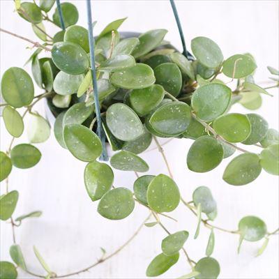hoya ホヤ　セルペンス　4号　吊り鉢　② 日本花キ流通 観葉植物 ホヤ マチルダ (カルノーサ×セルペンス) 4号