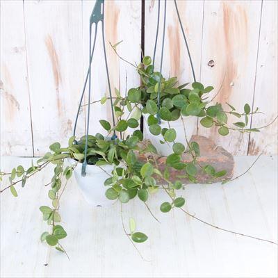 日本花キ流通 観葉植物 ホヤ マチルダ (カルノーサ×セルペンス) 4号