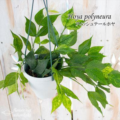 日本花キ流通 観葉植物 ホヤ フィッシュテールホヤ 4号 吊り鉢 吊り