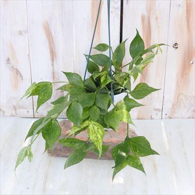 日本花キ流通 観葉植物 ホヤ フィッシュテールホヤ 4号 吊り鉢 吊り