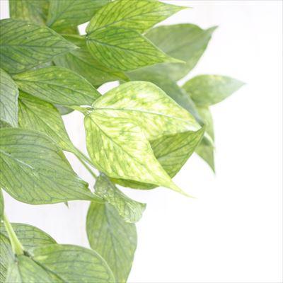 日本花キ流通 観葉植物 ホヤ フィッシュテールホヤ 4号 吊り鉢 吊り