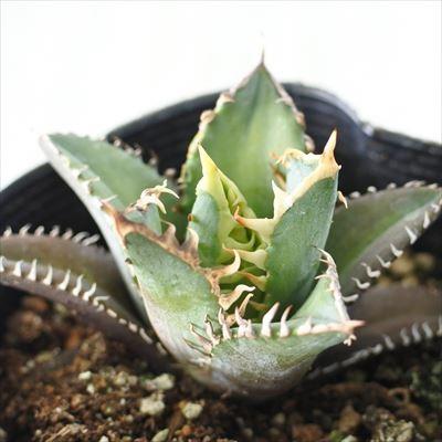 多肉植物 Caアガベ チタノタ レッドキャットウィーズル 多肉植物 アガベ コーデックス 10 5cmポット Z フラワーネット日本 花キ流通 通販 Yahoo ショッピング