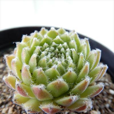 ♪キキ♪　センペルビウム　ネバテンセ　他 日本花キ流通 多肉植物 grセンペルビウム ネバデンセ 7.5cmポット