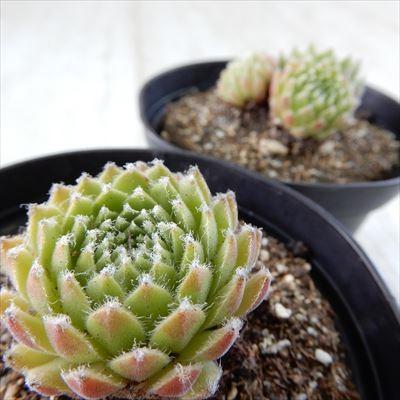 日本花キ流通 多肉植物 grセンペルビウム ネバデンセ 7.5cmポット